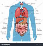 Do Organs Need Tuned?