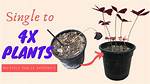 Do Oxalis Bulbs Multiply?