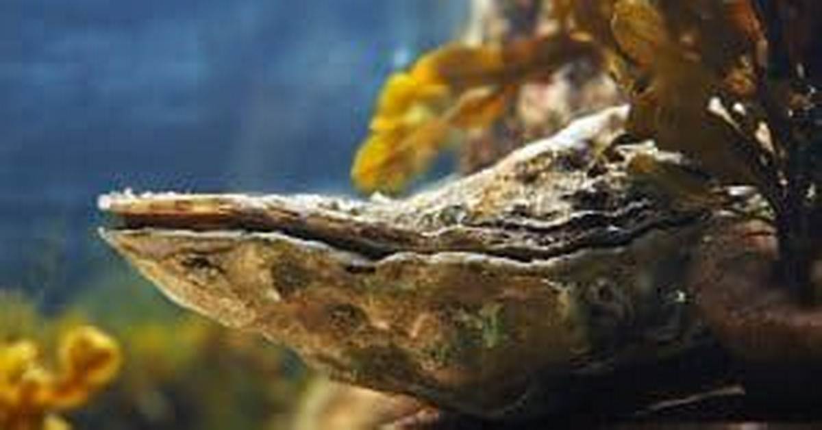 Do Oysters Move
