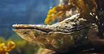 Do Oysters Move