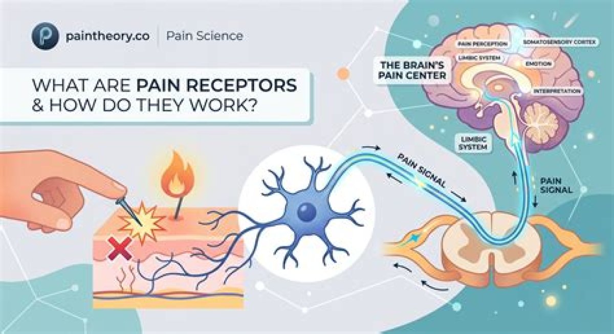 Do Pain Receptors Differ Anatomically?