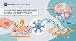 Do Pain Receptors Differ Anatomically?