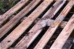 Do Pallets Rot