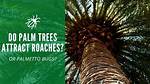 Do Palm Trees Attract Bugs