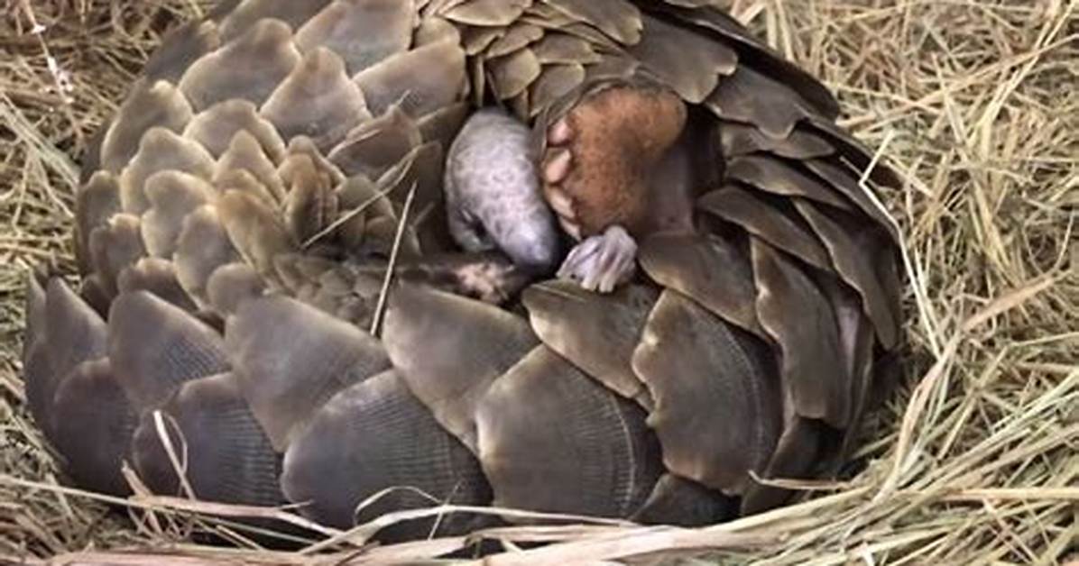 Do Pangolin Lay Eggs?