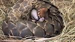 Do Pangolin Lay Eggs?