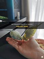 Do Parakeets Like Grapes?
