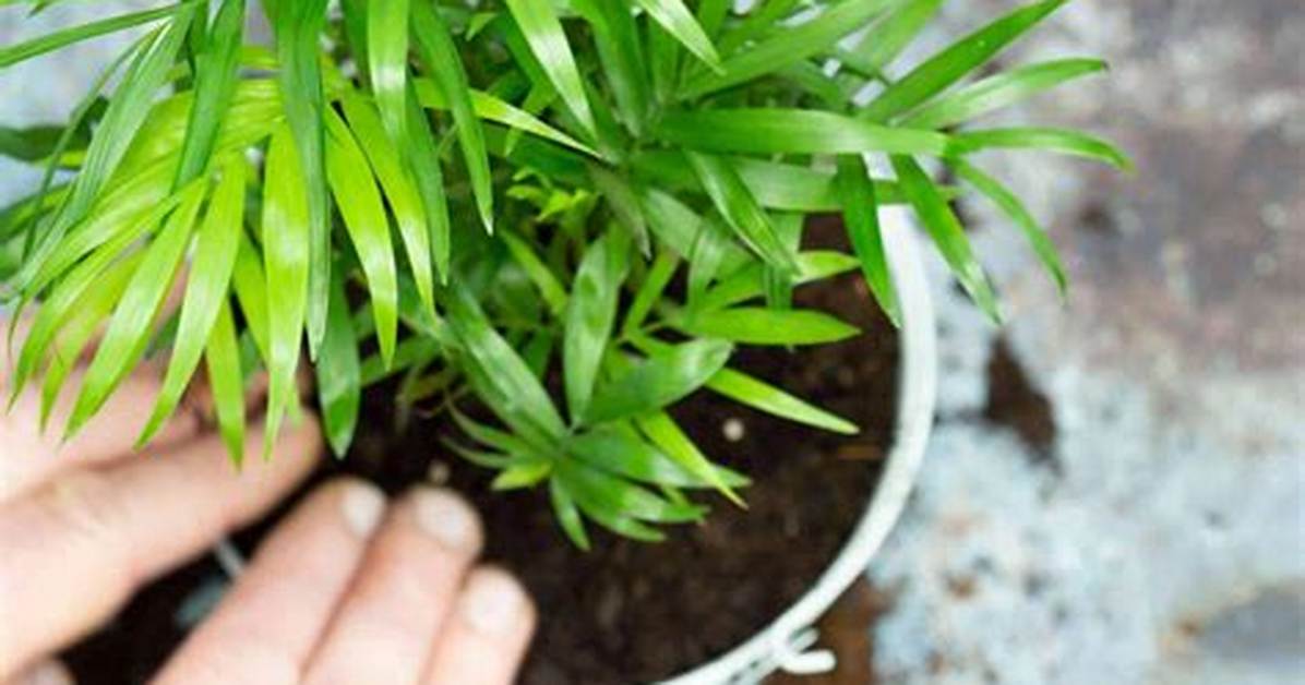 Do Parlor Palms Multiply?