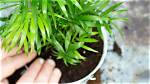 Do Parlor Palms Multiply?