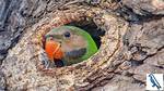 Do Parrots Need Nests?