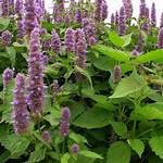 Do Patchouli Plants Smell?