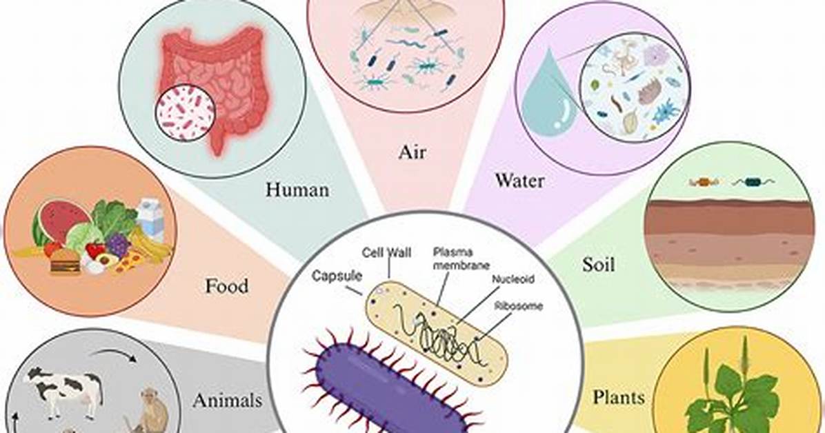Do Pathogenic Bacteria Cause?