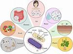 Do Pathogenic Bacteria Cause?