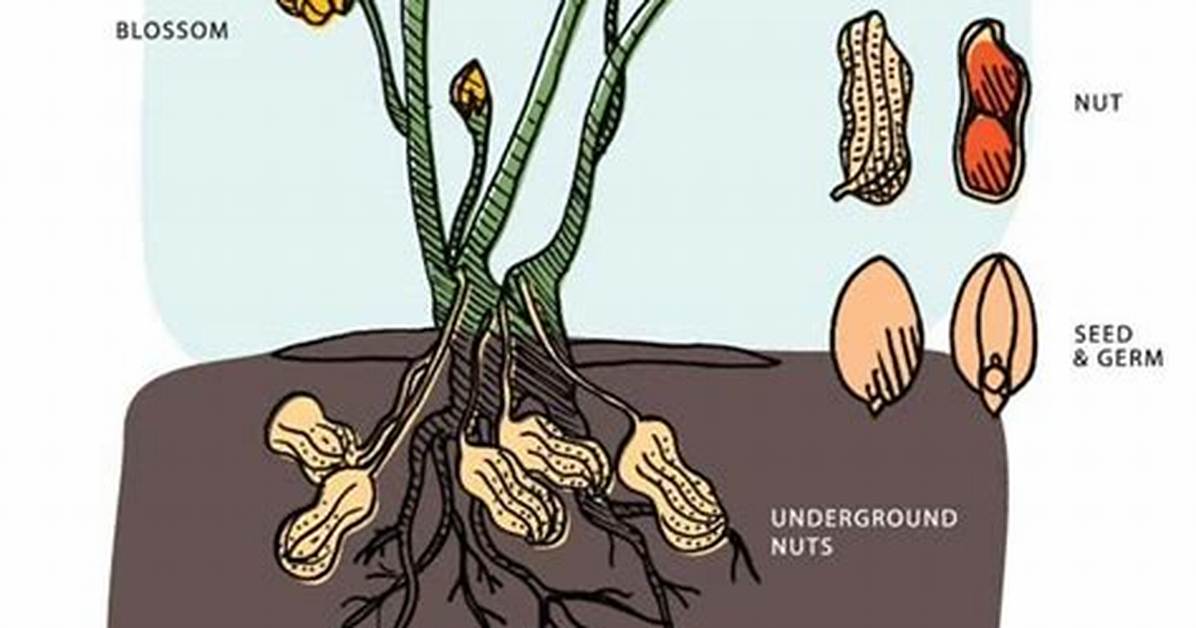 Do Peanuts Grow Underground