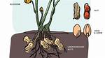 Do Peanuts Grow Underground