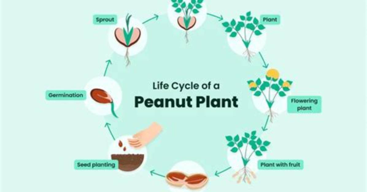 Do Peanuts Have Hormones?