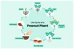Do Peanuts Have Hormones?