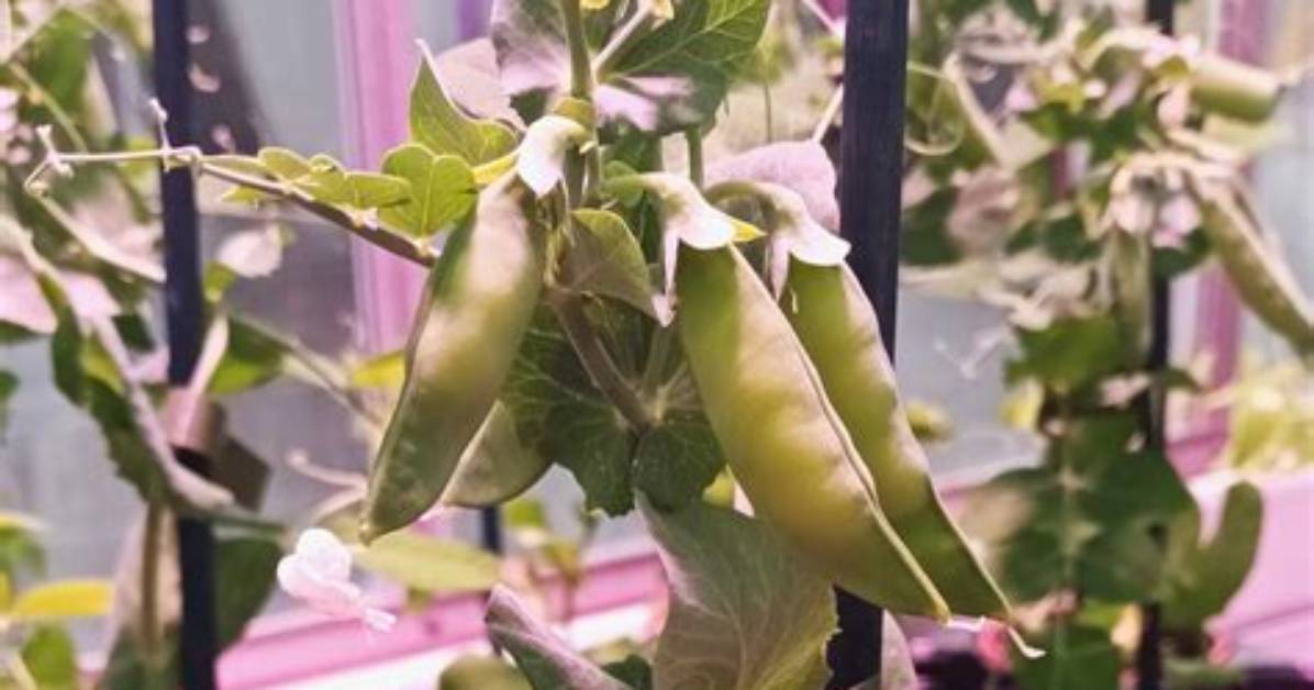 Do Peas Cause Wind?