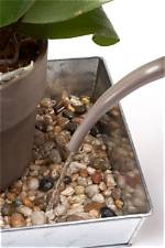 Do Pebble Trays Work?