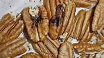 Do Pecans Go Bad?