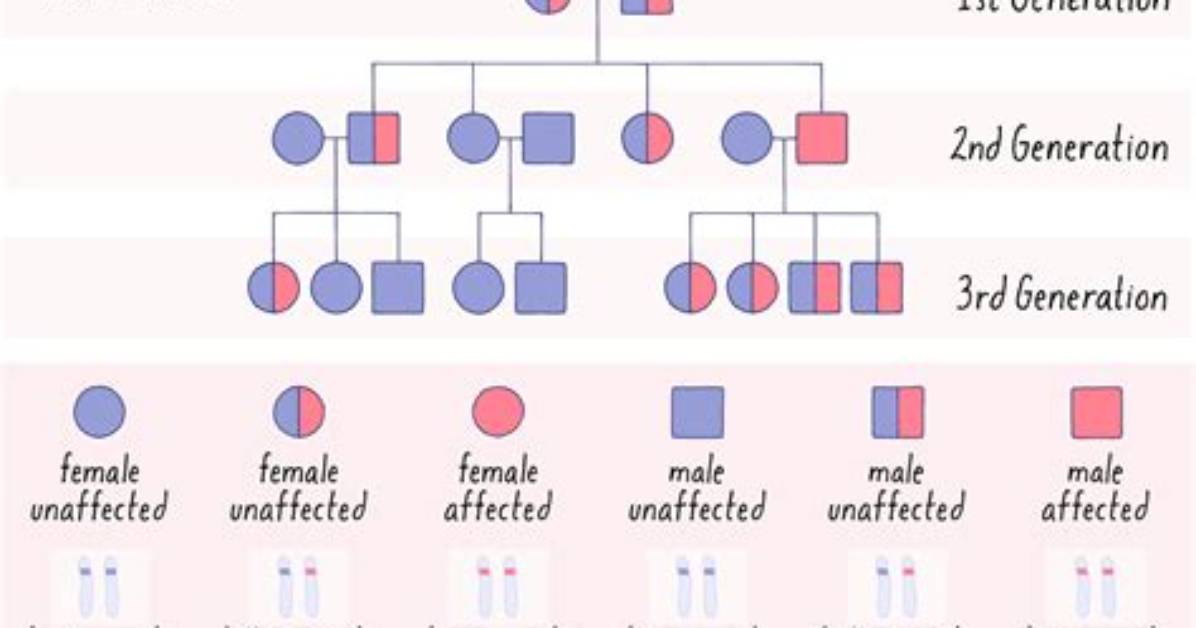 Do Pedigrees Live Longer?