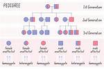 Do Pedigrees Live Longer?