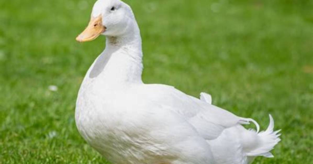 Do Pekin Ducks Fly?