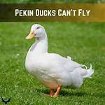 Do Pekin Ducks Fly?