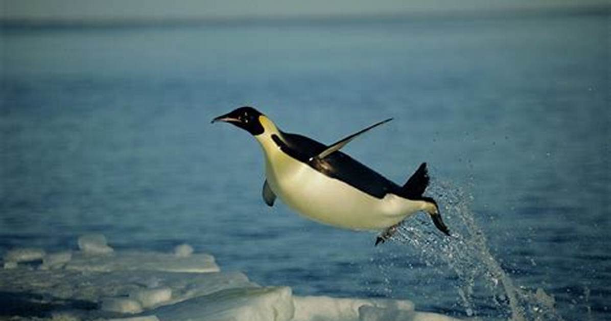 Do Penguins Fly