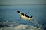 Do Penguins Fly