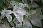 Do Peonies Get Powdery Mildew?