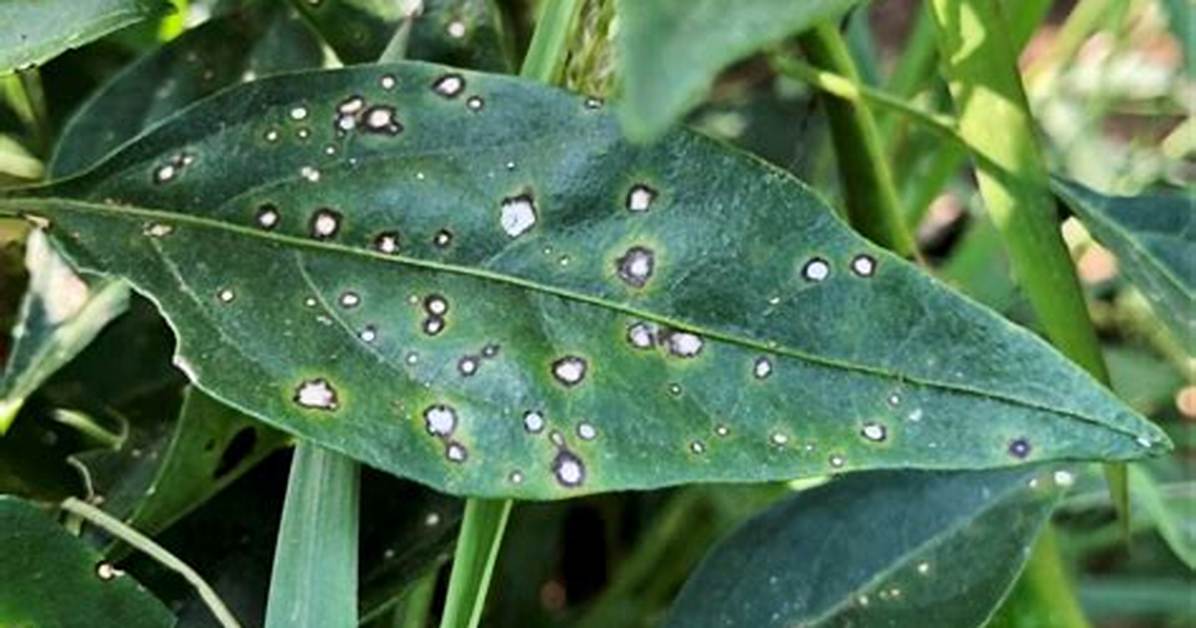 Do Pepper Trees Burn?