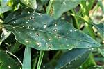 Do Pepper Trees Burn?