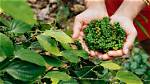 Do Peppercorns Come from?