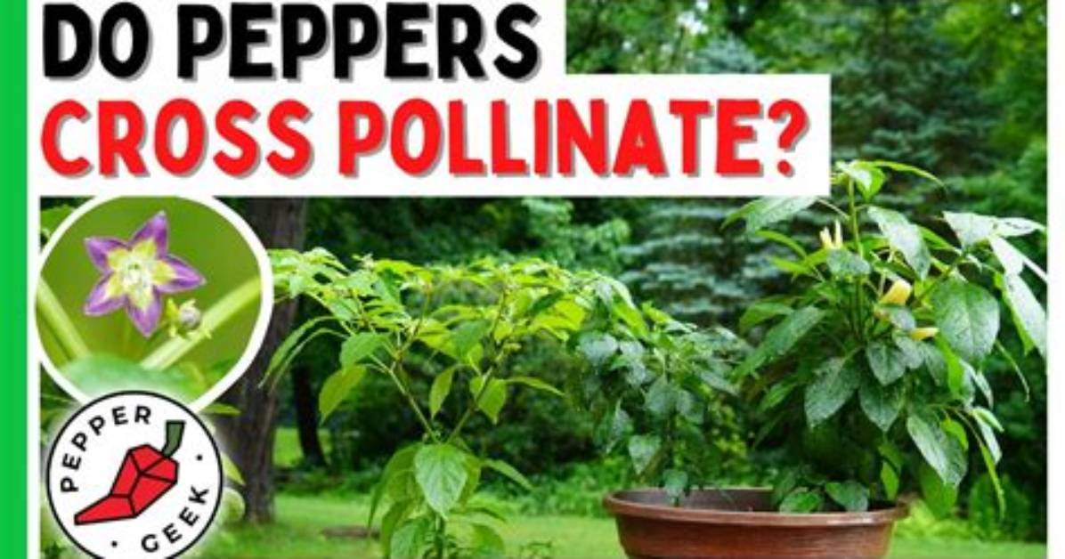 Do Peppers Require Pollination?