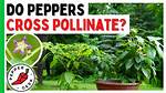 Do Peppers Require Pollination?