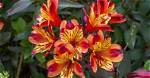Do Peruvian Lilies Spread