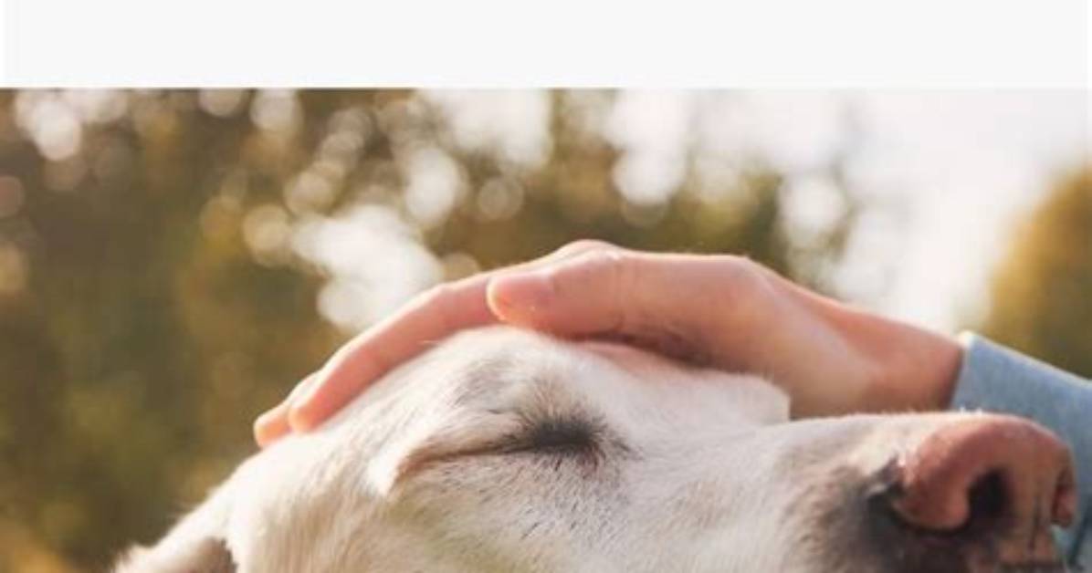 Do Pet Cemeteries Exist?