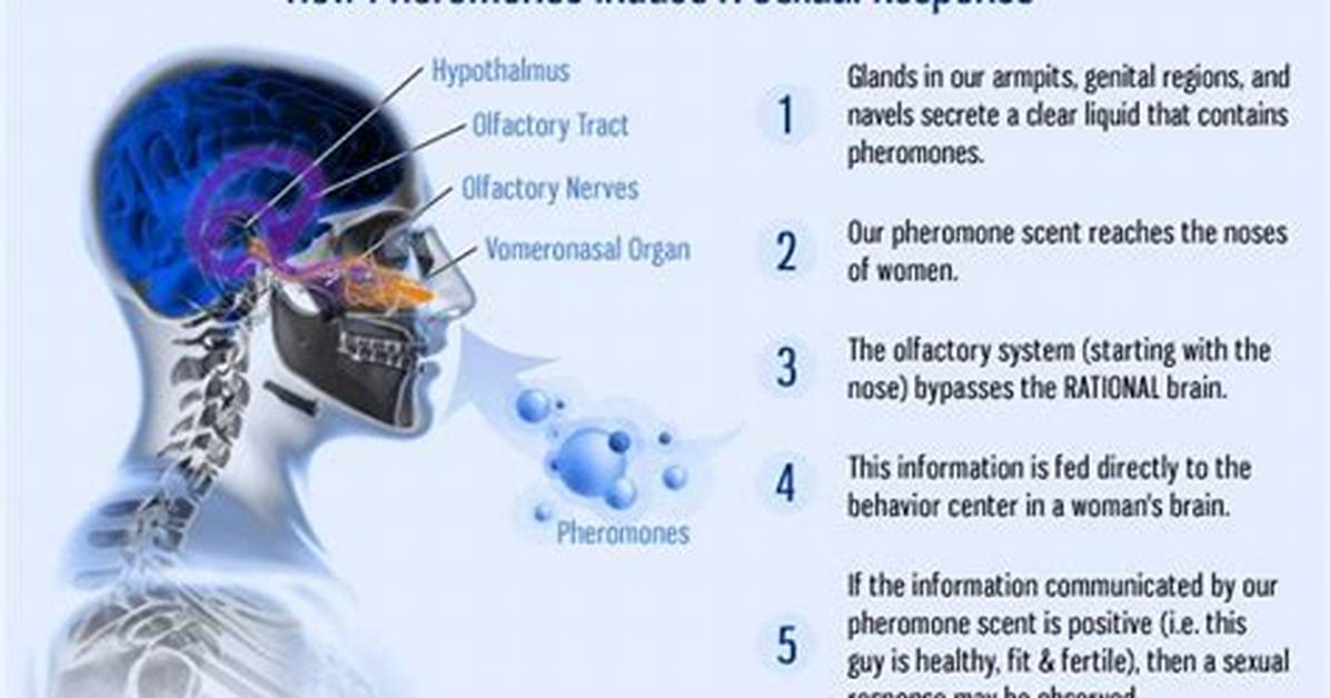 Do Pheromones Actually Work?