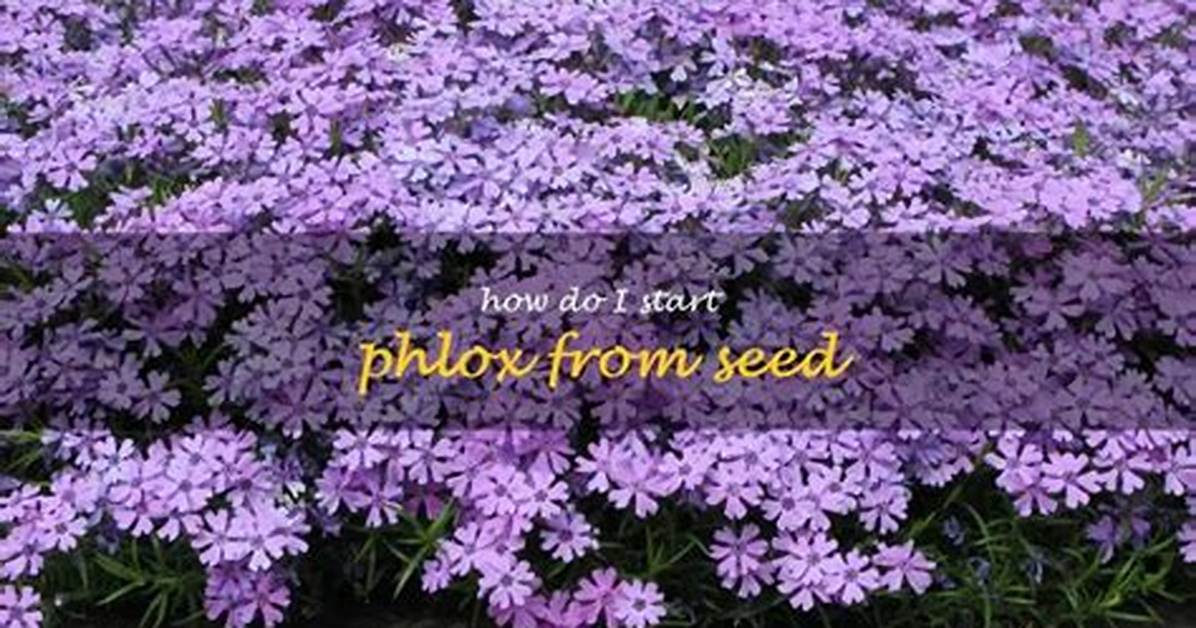 Do Phlox Self Seed?