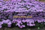 Do Phlox Self Seed?
