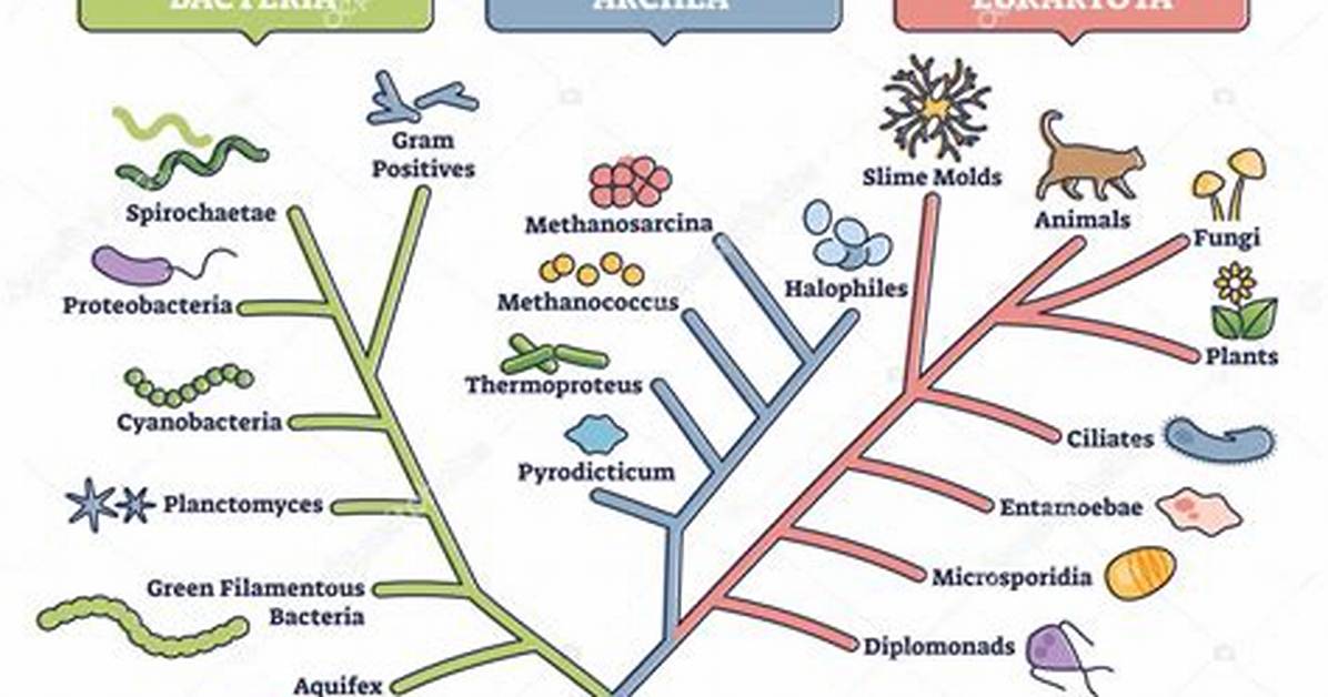 Do Phylogenetic Trees Represent?