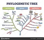 Do Phylogenetic Trees Represent?