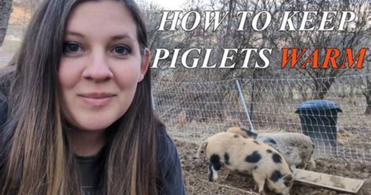 Do Piglets Need Heat?