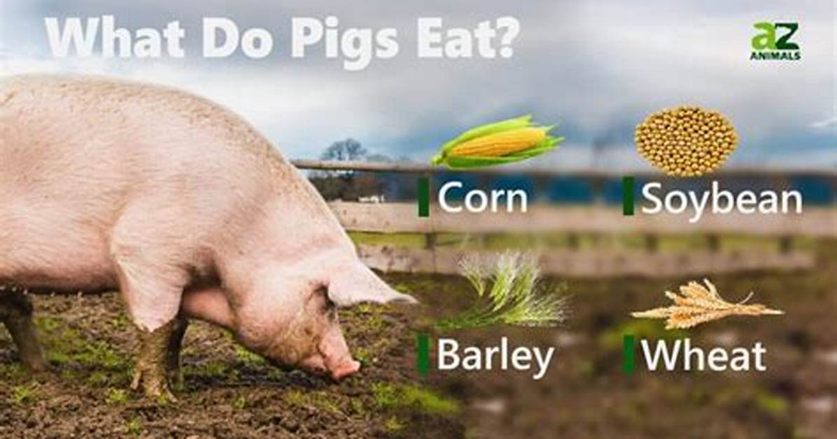 Do Pigs Eat Bugs?