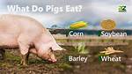 Do Pigs Eat Bugs?