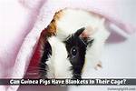 Do Pigs Need Blankets