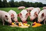 Do Pigs Need Forage