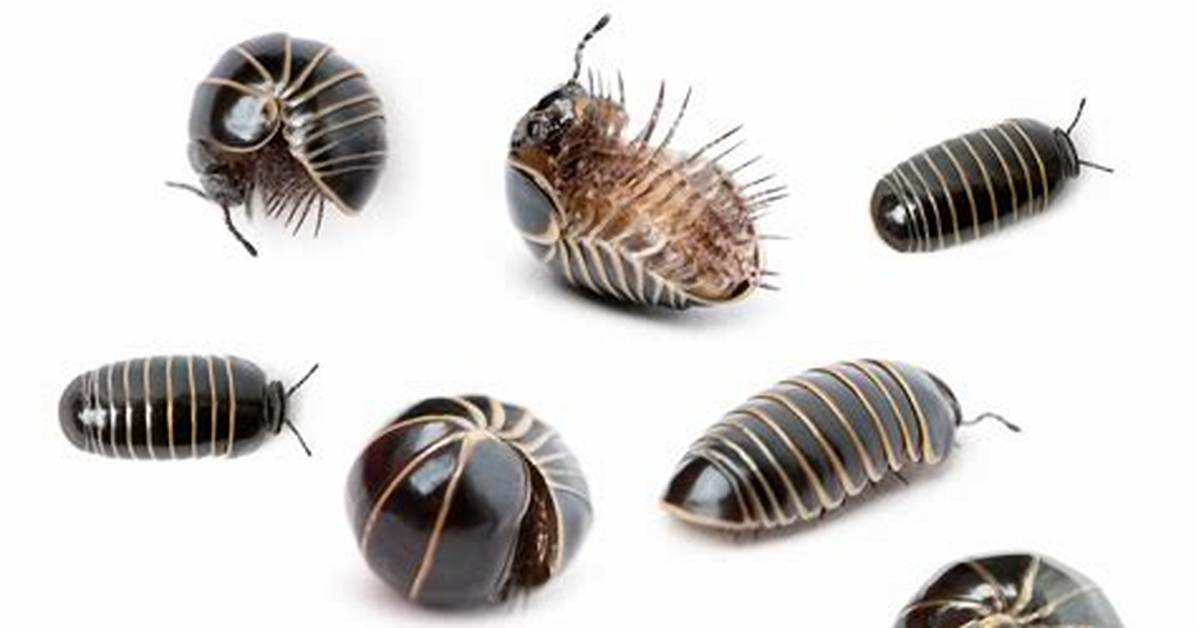 Do Pill Bugs Bite?