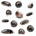 Do Pill Bugs Bite?